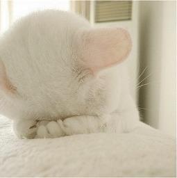 猫咪爆料视频大全集免费观看,免费观看视频全集，笑料连连！