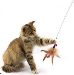 猫神爆料参加训练视频,训练场上的热血瞬间
