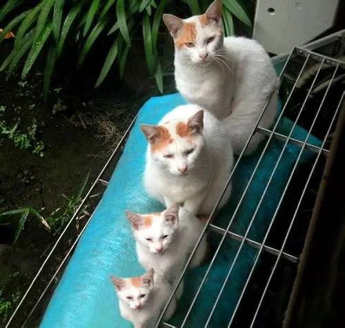 猫神爆料参加训练视频,训练场上的热血瞬间