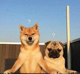 雷利爆料巴哥视频,巴哥视频背后的惊人真相