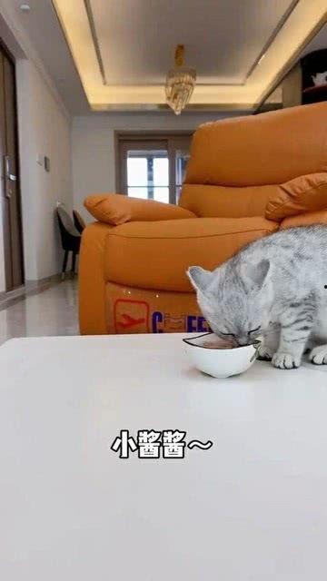 大猫咪mia吃瓜免费,揭秘娱乐圈幕后故事