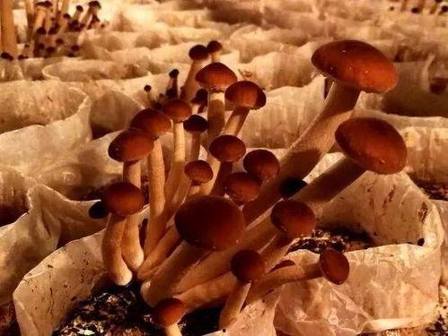 17c吃瓜免费吃瓜蘑菇,探索吃瓜蘑菇的奇幻之旅