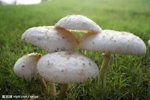 17c吃瓜免费吃瓜蘑菇,探索吃瓜蘑菇的奇幻之旅