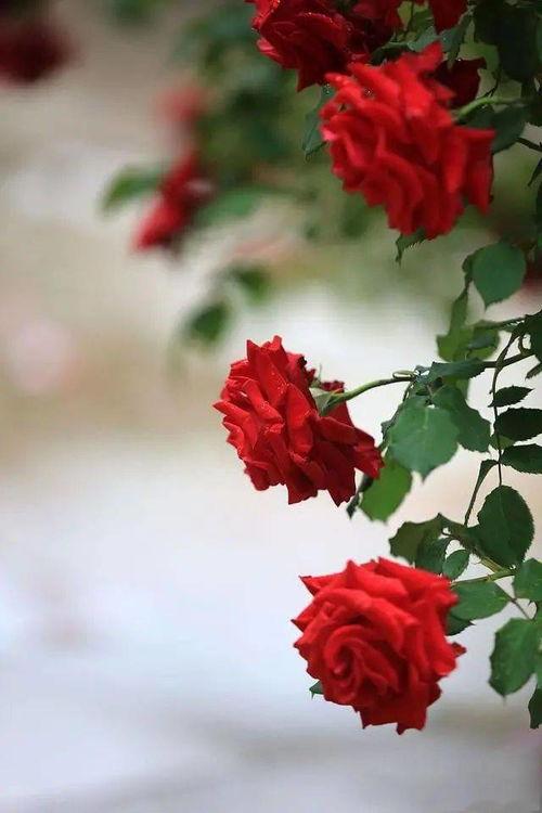 麦地网红吃瓜是真的吗视频,真相揭秘还是网络炒作？