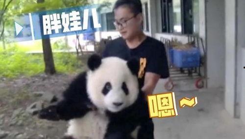知情美国人爆料熊猫视频,熊猫视频背后的真实故事