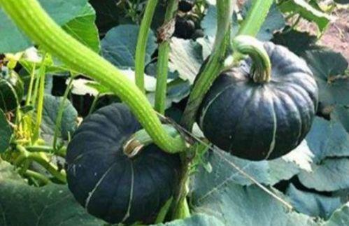 韩城吃瓜网红是谁啊视频,视频走红背后的故事