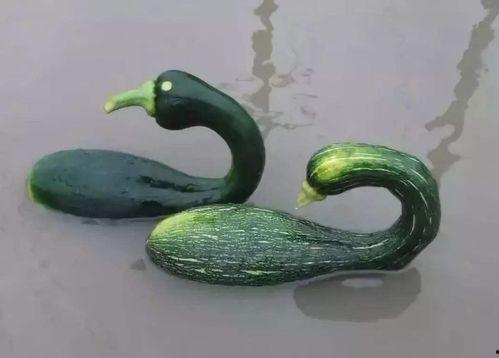 韩城吃瓜网红是谁啊视频,视频走红背后的故事