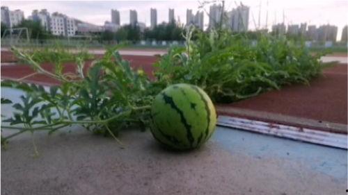 网红操场吃瓜,揭秘校园生活新潮流