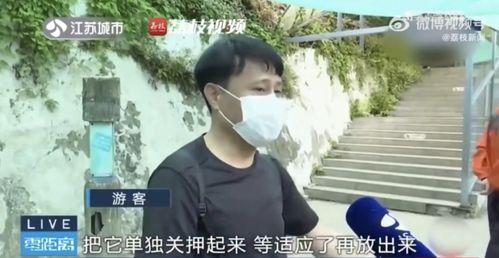 吃瓜网红肥仔,揭秘网红肥仔的趣味生活
