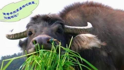 娱乐吃瓜酱牛,揭秘娱乐圈那些不为人知的幕后故事