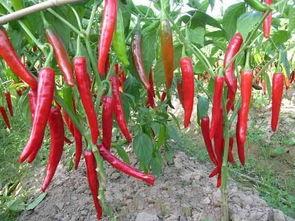 红辣椒 在线观看,在线观看，揭秘麻辣人生