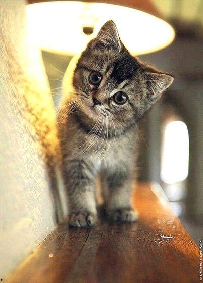 网红猫吃贝贝瓜图片大全,贝贝瓜图片大全萌态十足