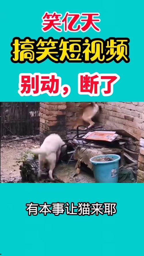 最新爆料搞笑视频,笑到肚子疼！