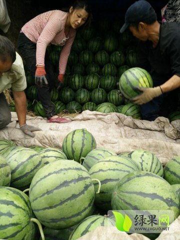 东港网红吃瓜最新事件,揭秘幕后真相与网友热议