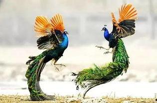 孔雀02在线观看,华丽绽放，传奇再续