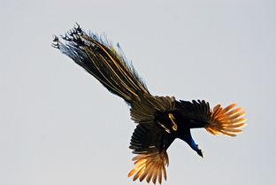 孔雀02在线观看,华丽绽放，传奇再续